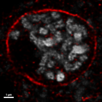 SUN1,2 | SUN domain-containing protein 1,2 in the group Antibodies Plant/Algal / Compartment Markers / Nuclear marker at Agrisera AB (Antibodies for research) (AS18 4224)